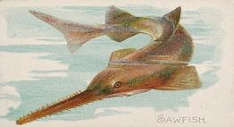 1889 Allen & Ginter 50 Fish from American Waters (N8) #NNO Sawfish Front