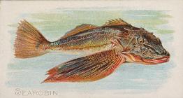 1889 Allen & Ginter 50 Fish from American Waters (N8) #NNO Searobin Front