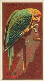 1888 Allen & Ginter Birds of America (N4) #NNO Carolina Parrot Front