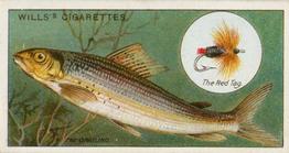 1910 Wills's Cigarettes Fish & Bait #14 Grayling Front