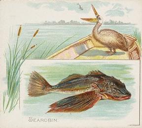 1889 Allen & Ginter 50 Fish from American Waters (N39) #NNO Searobin Front