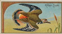 1889 Allen & Ginter Game Birds (N13) #NNO Kildeer Plover Front