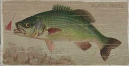 1888 Duke's Fishers and Fish (N74) #NNO Black Bass Front