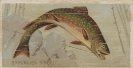 1888 Duke's Fishers and Fish (N74) #NNO Speckled Trout Front