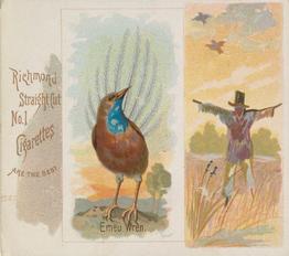 1890 Allen & Ginter Song Birds of the World (N42) #NNO Emeu Wren Front