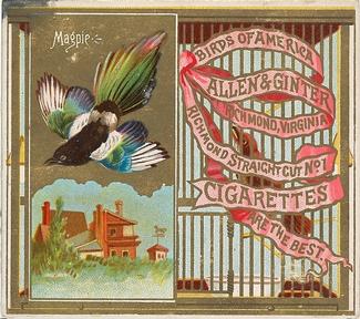 1890 Allen & Ginter Birds of America (N37) #NNO Magpie Front