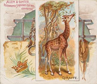 1890 Allen & Ginter Quadrupeds (N41) #NNO Giraffe Front