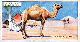 1924 Player's Natural History (Small) #10 Arabian Camel Front