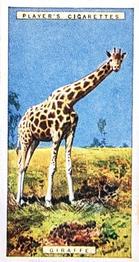 1924 Player's Natural History (Small) #20 Giraffe Front