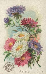 1895 Arm & Hammer Beautiful Flowers (J16 Large) #3 Asters Front