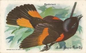 1938 Church & Dwight Useful Birds of America Ninth Series (J9-5) #1 Redstart Front