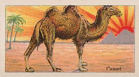 1910 Dockman & Son Menagerie Gum (E26) #NNO Camel Front
