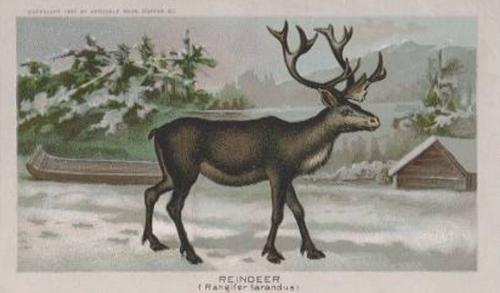 1890 Arbuckle's Coffee Animals (Zoological) (K1) #49 Reindeer Front