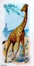 1900 Wills's Wild Animals of the World (Green Back) #NNO Giraffe Front