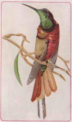 1890 Arbuckle's Coffee General Subjects (K9) #52 Hummingbird Front