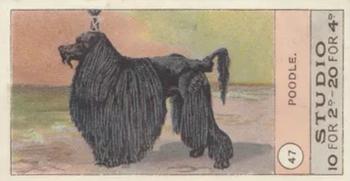 1908 Studio Fowls, Pigeons & Dogs #47 Poodle Front