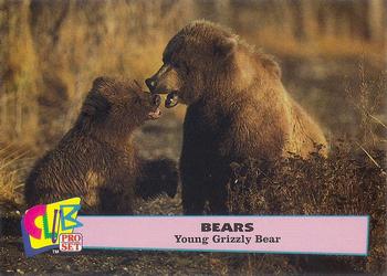 1992 Club Pro Set Bears - Silver #9 Young Grizzly Bear Front