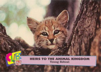 1992 Club Pro Set Heirs to the Animal Kingdom - Gold #5 Young Bobcat Front