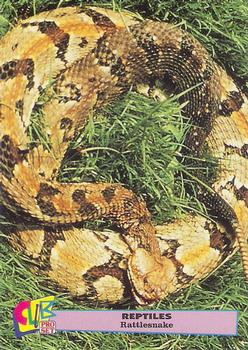 1992 Smithsonian Institute Reptiles - Silver #2 Rattlesnake Front