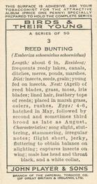 1937 Player's Birds & Their Young #3 Reed Bunting Back