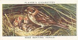 1937 Player's Birds & Their Young #3 Reed Bunting Front