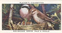 1937 Player's Birds & Their Young #32 Red-Backed Shrike Front