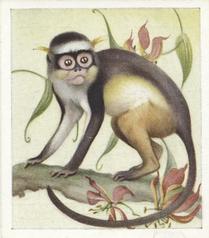 1936 Godfrey Phillips Animal Studies #24 Guenon Front