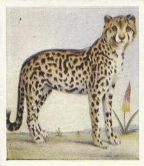 1936 Godfrey Phillips Animal Studies #26 Cheetah Front