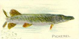 1910 American Tobacco Co. Fish Series (T58) - Sweet Caporal Tobacco Wrappers Factory 25 #NNO Pickerel Front