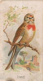 1910 Keystone Confections Bird Cards (E34) #NNO Linnet Front