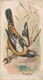 1907 Philadelphia Caramel Zoo Cards: Songbirds (E30) #NNO Troupial Front