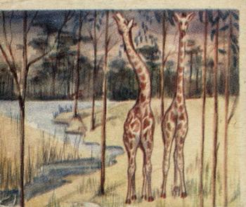 1935 National Licorice African Animal Jigs (R6) #13 Giraffe Front