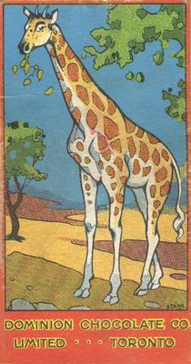1923 Dominion Chocolates Animals (V30) #6 Giraffe Front