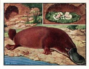 1955 Bibby & Sons Isn't It Strange #3 Mammals that Lay Eggs Front