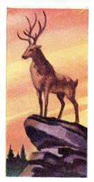 1956 Dryfood Ltd Animals of the World #1 Deer Front
