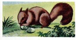 1956 Dryfood Ltd Animals of the World #3 Squirrel Front