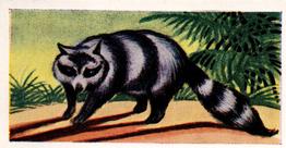 1956 Dryfood Ltd Animals of the World #7 Racoon Front