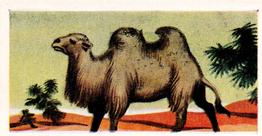 1956 Dryfood Ltd Animals of the World #9 Bactrian Camel Front