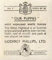 1936 Godfrey Phillips Our Puppies #7 West Highland White Terrier Back