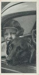 1936 Carreras Dogs & Friend #49 Labrador Retriever Front