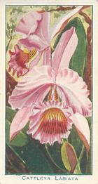 1925 Carreras Orchids (Small) #2 Cattleya Labiata Front