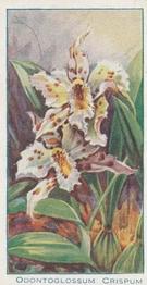 1925 Carreras Orchids (Small) #5 Odontoglossum Crispum Front
