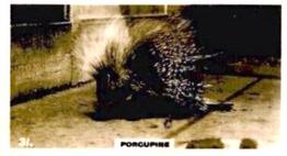 1927 Wills's Zoo #31 Porcupine Front