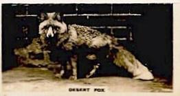 1927 Wills's Zoo #42 Desert Fox Front