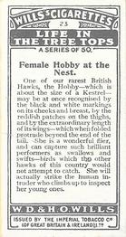 1925 Wills's Life in the Tree Tops #23 Female Hobby at Nest Back