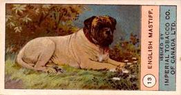 1924 Imperial Tobacco Co. of Canada (ITC) Dogs Series #13 English Mastiff Front