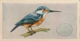 1958 Swettenhams Tea Birds and Their Eggs #1 Kingfisher Front