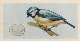 1958 Swettenhams Tea Birds and Their Eggs #13 Blue Titmouse Front