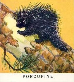 1960 Golden Press Animals #11 Porcupine Front