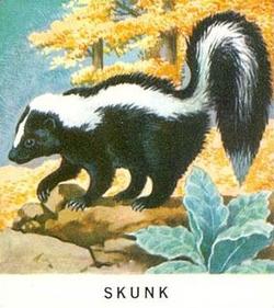 1960 Golden Press Animals #16 Skunk Front